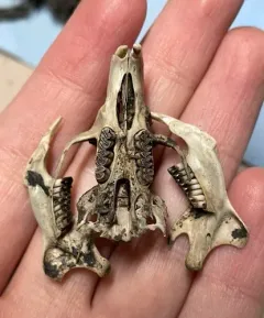 Dusky-footed Woodrat thumbnail 4