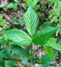 Smooth Blackberry thumbnail 2