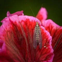 San Francisco Lacewing thumbnail 3