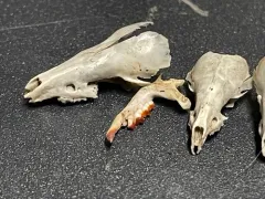 Bendire's Shrew thumbnail 2