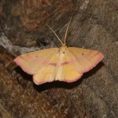 Chickweed Geometer Moth thumbnail 1