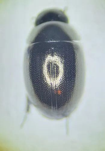 Crenitis rufiventris