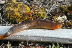 Banded Gunnel thumbnail 2
