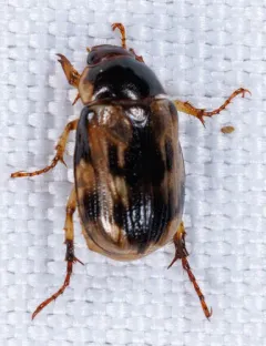 Anomala undulata thumbnail 4