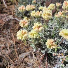 Douglas' buckwheat thumbnail 3