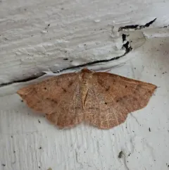 Ruddy Metarranthis Moth thumbnail 3