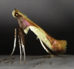 Witch-hazel Caloptilia thumbnail 3