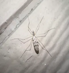 Dicranomyia marmorata thumbnail 4