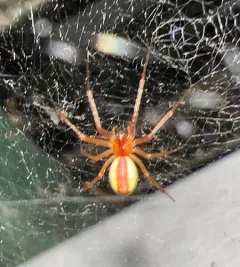 Pityohyphantes rubrofasciatus thumbnail 3
