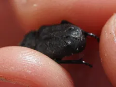 Cremastocheilus crinitus thumbnail 4