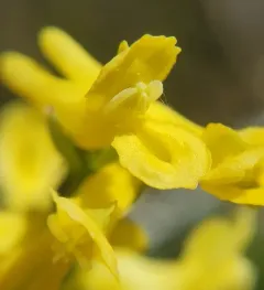 Smallflower Fumewort thumbnail 2