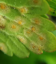 Puccinia polygoni-amphibii thumbnail 4