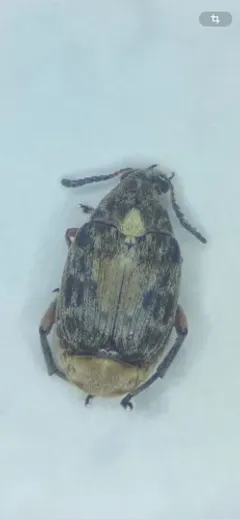 Megabruchidius dorsalis thumbnail 2