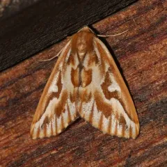 Northern Pine Looper Moth thumbnail 2