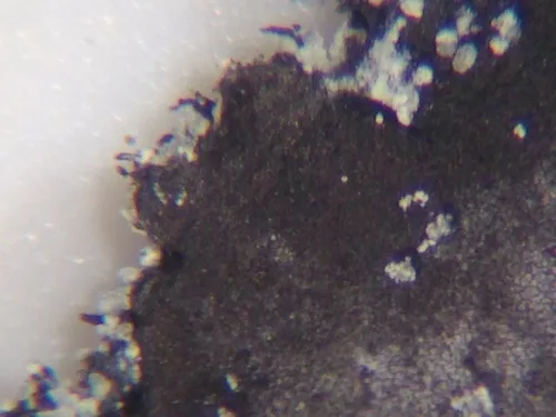 Havaas' Rocktripe Lichen