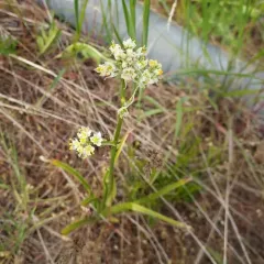 foothill deathcamas thumbnail 3
