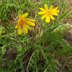 Hooker's Balsamroot thumbnail 4