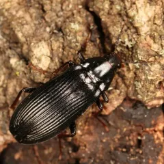 Striated False Darkling Beetle thumbnail 4