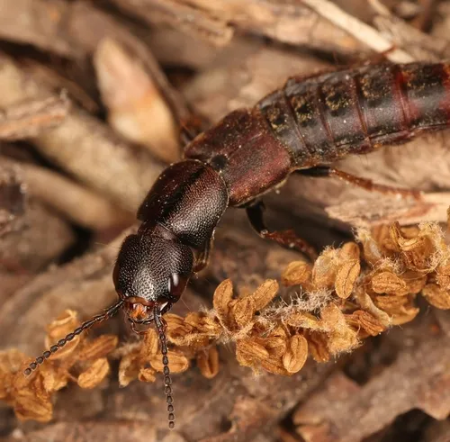 Platydracus praetermissus