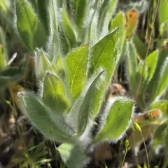 western hawkweed thumbnail 2