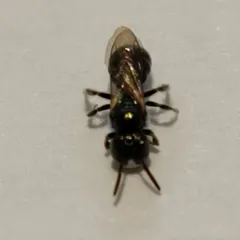 Nimble Ceratina thumbnail 3