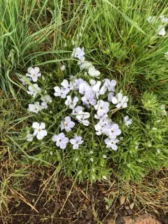 Missoula Phlox thumbnail 2