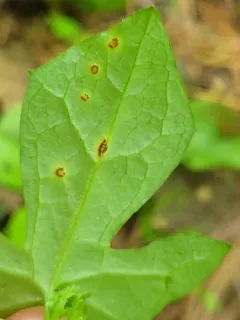 Puccinia nabali thumbnail 2
