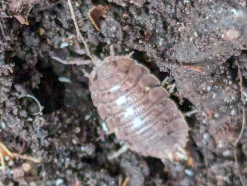 Giant Canyon Woodlouse