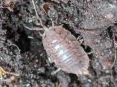 Giant Canyon Woodlouse thumbnail 1