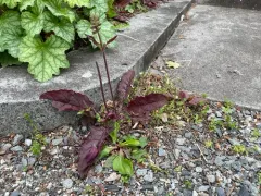 lyreleaf sage thumbnail 3