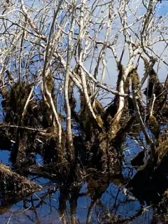 Awned Dichelyma Moss thumbnail 3