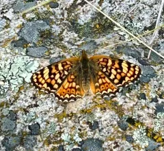 Pale Crescent thumbnail 2
