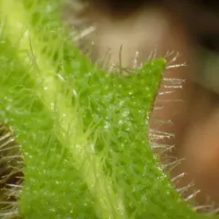 Hairy Hawkbit thumbnail 4