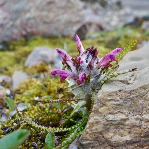 Woolly Lousewort