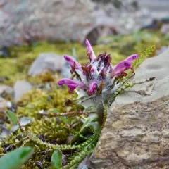 Woolly Lousewort thumbnail 1