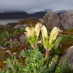 Capitate Lousewort thumbnail 1