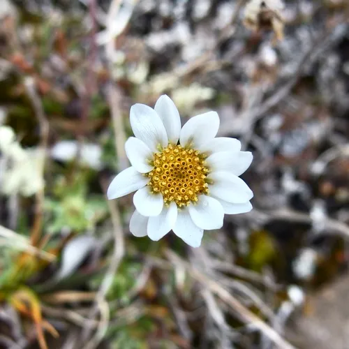 Entireleaf Daisy