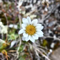 Entireleaf Daisy thumbnail 1