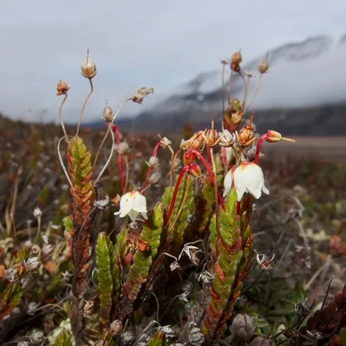 Arctic bell-heather
