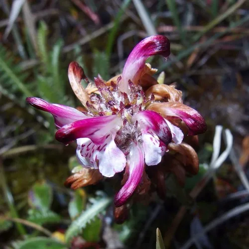 Sudetic Lousewort