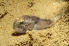 Blackfin Sculpin thumbnail 3