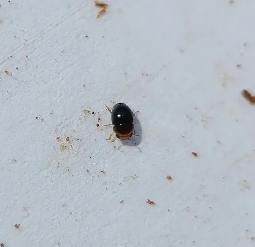 Cybocephalus nipponicus