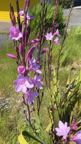 Bugle-lily