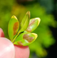 Boxwood Gall Midge thumbnail 1