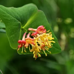 Glaucous Honeysuckle thumbnail 3