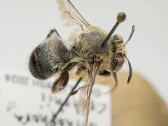 Anthophora crotchii thumbnail 3