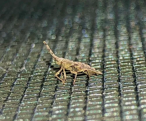 Aradus duzeei