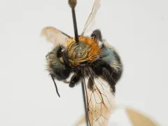 Osmia integra thumbnail 2