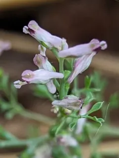 Few-flowered Fumitory thumbnail 3