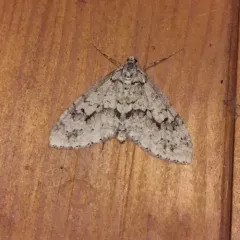Mottled Gray Carpet thumbnail 2